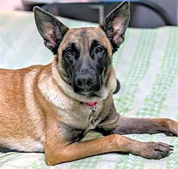 Photo of Daisy