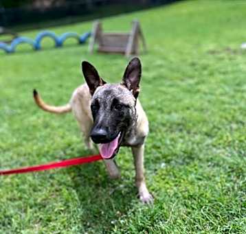 Photo of Colt