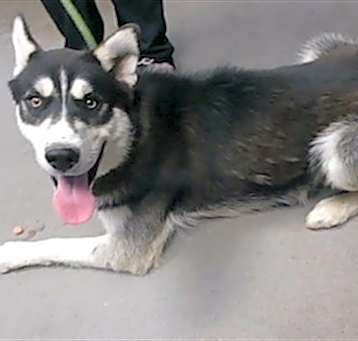 Photo of OSO