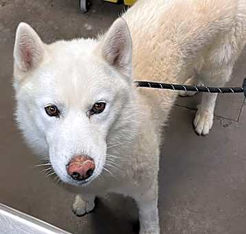 Photo of ATKA