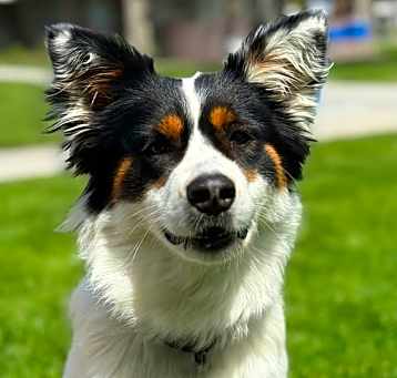 Photo of Gypsy