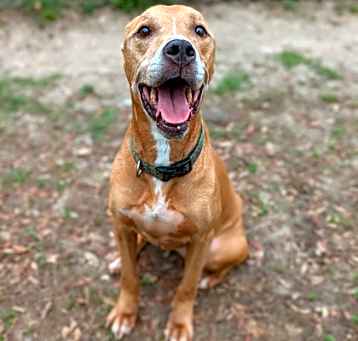 Photo of Stray/N Cunningham Ave/Avail 5