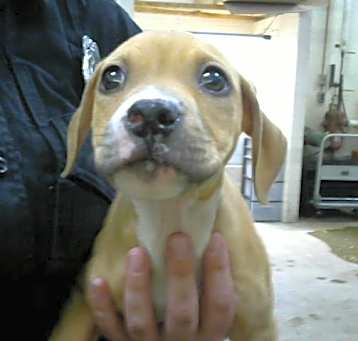 Photo of TULIP