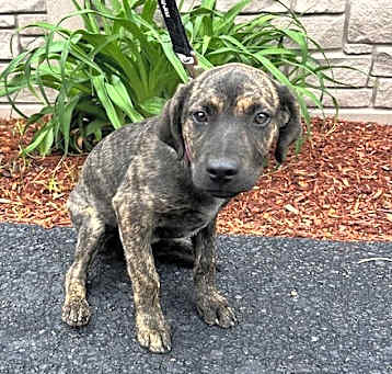 Photo of Tilly - 15 weeks old - AVL 5/16