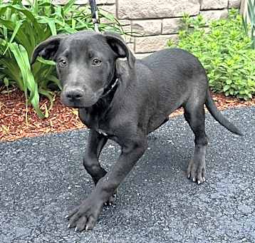 Photo of Jagger - 15 weeks old - AVL 5/16