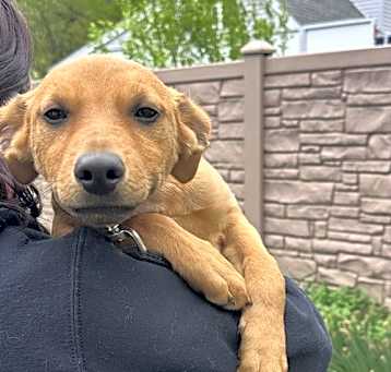 Photo of Penny - 15 weeks old - AVL 5/16