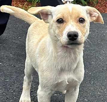 Photo of Macy - 14 weeks old - AVL 5/16