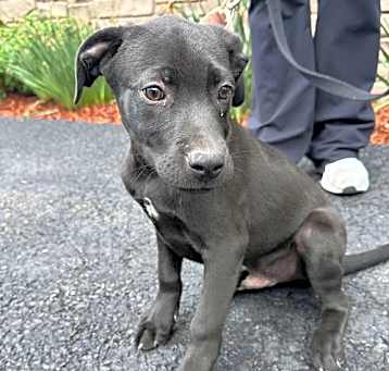 Photo of Petie - 14 weeks old - AVL 5/16