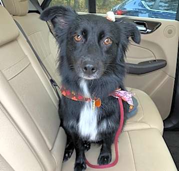 Photo of Jetta (Courtesy Post)