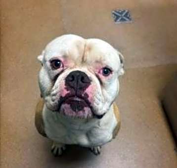 Photo of Rufus