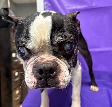 Photo of Rowdy