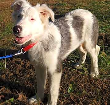 Photo of Odin