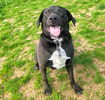 Photo of Scout
