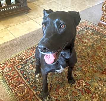 Photo of Luna