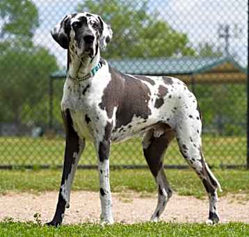 Photo of Daxx