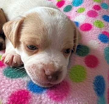 Photo of Goose (Belinda's Pup)