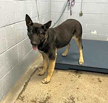 Photo of *ROVER