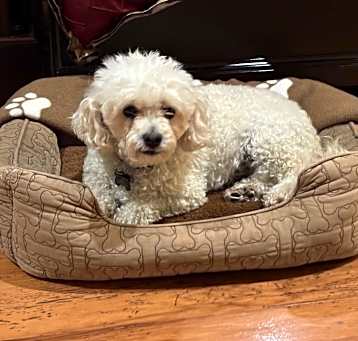 Photo of lucy