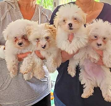 Photo of Paw Patrol Puppies