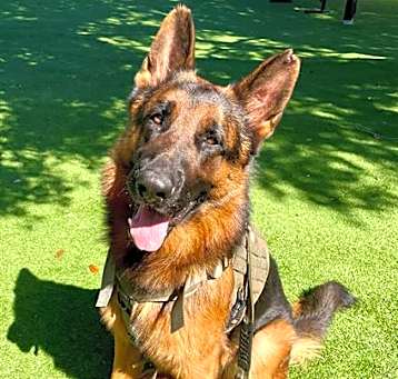 Photo of CLIFFORD