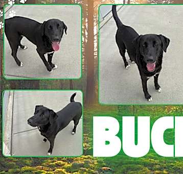 Photo of BUCK
