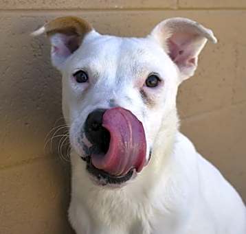 Photo of Dexter
