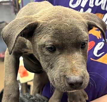 Photo of Smokey