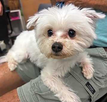 Photo of Ahnyx- PA ADOPTED