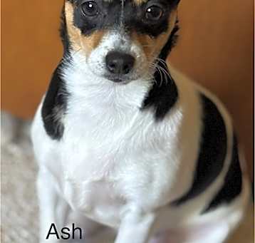 Photo of Ash