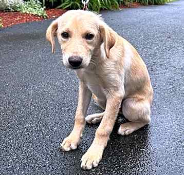 Photo of Archie - 4 months old - AVL 5/16