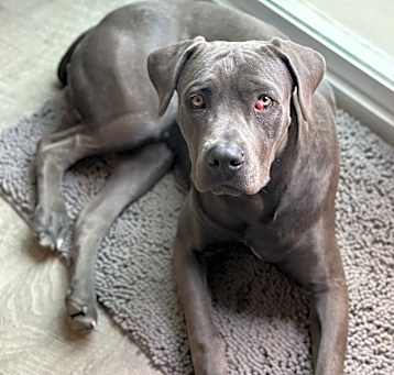 Photo of Shadow