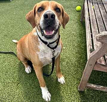 Photo of Cooper