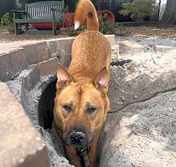 Photo of Enzo