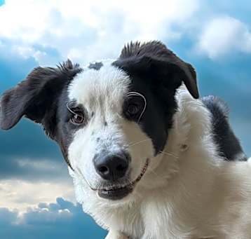 Photo of Bennie
