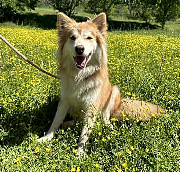 Photo of MAPLE