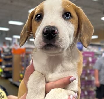 Photo of Whiskey