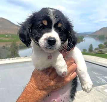 Photo of Panda(5)