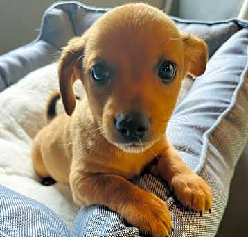 Photo of PERCY(1)