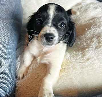 Photo of ESSIE(2)