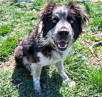 Photo of Pepper