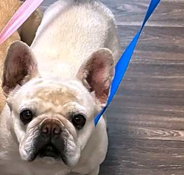 Photo of Bella