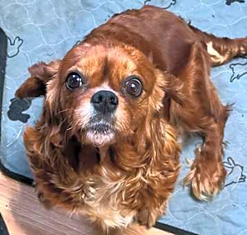 Photo of Rosie