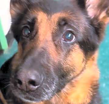 Photo of Lady Phoebe