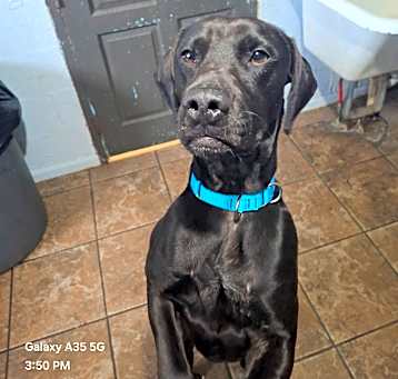 Photo of Boomer