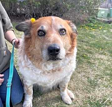 Photo of Ranger