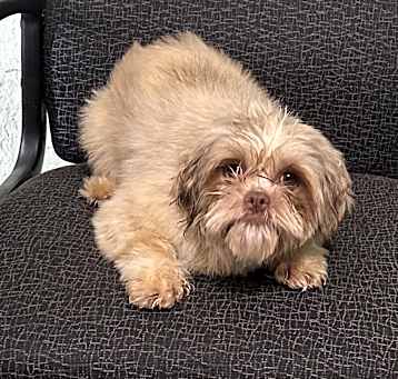 Photo of Gizmo