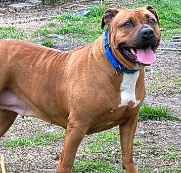 Photo of Ginger Snap