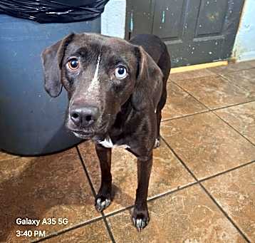 Photo of Pebbles