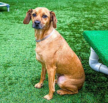 Photo of SCRAPPY