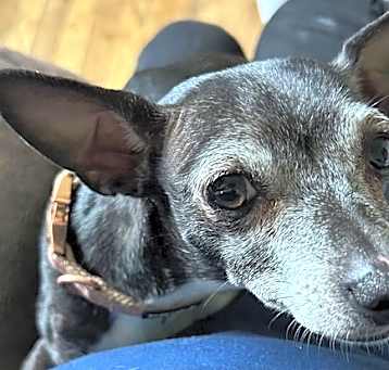 Photo of Maizey Mae